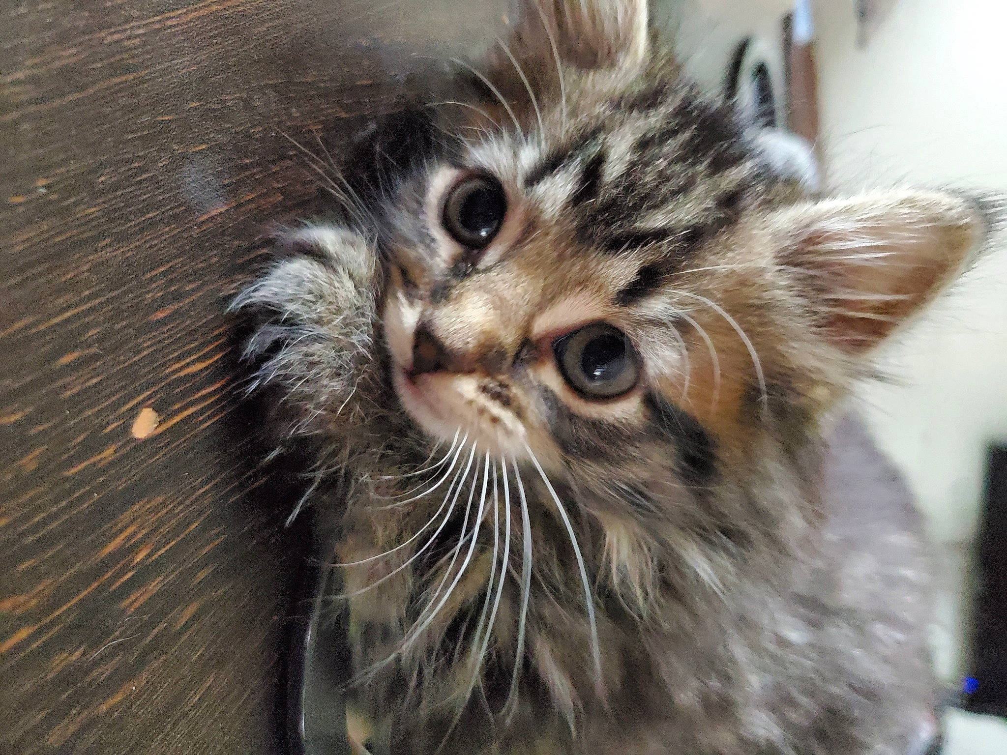 Freya is registered to the contest to win money with this photo: asian, british_semi_longhair, carnivore, cat, close_up, domestic_long_haired_cat, dragon_li, european_shorthair, felidae, fur, kitten, mammal, norwegian_forest_cat, pixie_bob, siberian, small_to_medium_sized_cats, snout, tabby_cat, vertebrate, whiskers