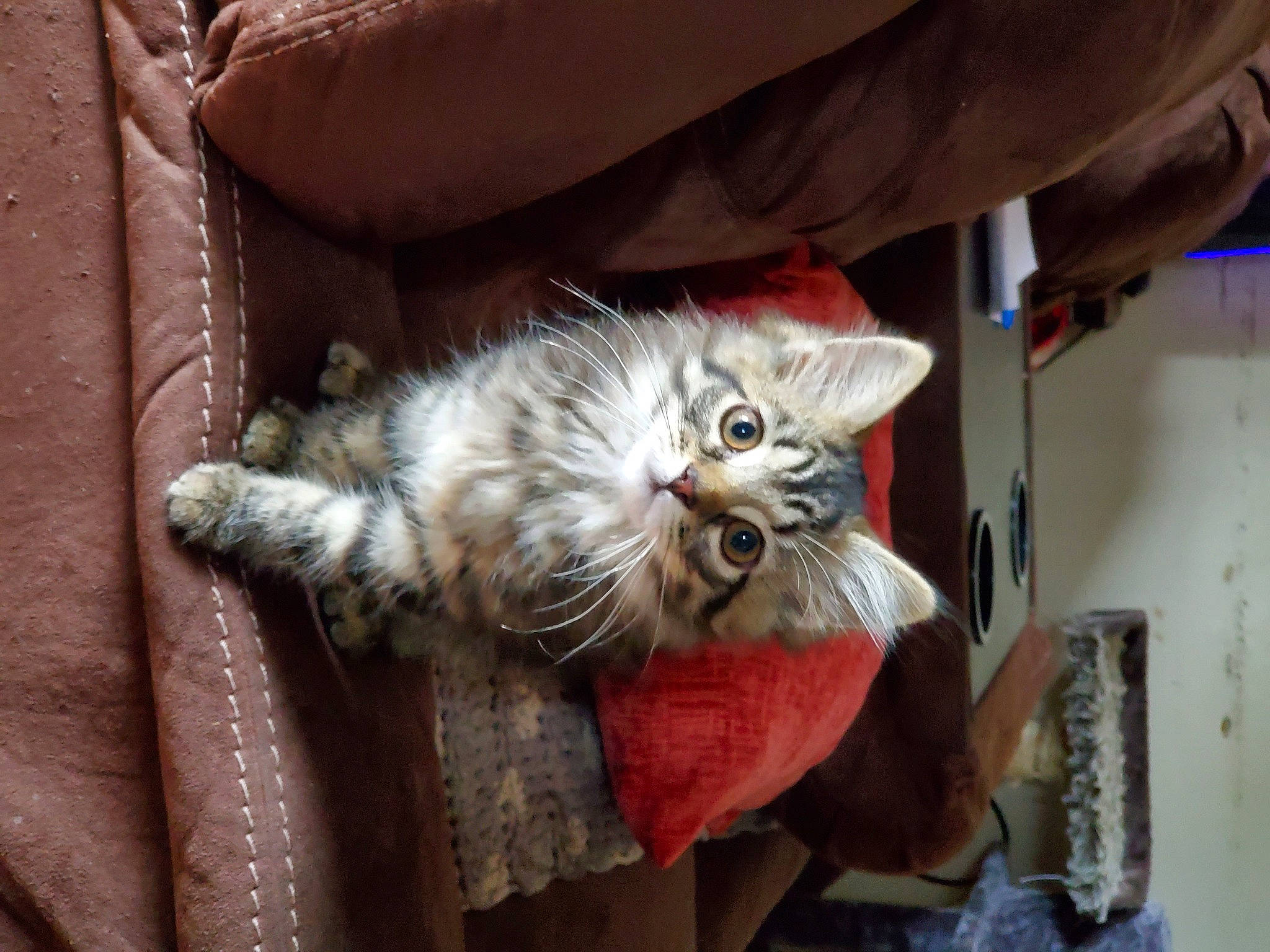 Freya is registered to the contest to win money with this photo: american_curl, american_shorthair, asian, british_semi_longhair, carnivore, cat, claw, domestic_long_haired_cat, domestic_short_haired_cat, dragon_li, european_shorthair, fawn, felidae, kitten, mammal, ojos_azules, pixie_bob, small_to_medium_sized_cats, tabby_cat, whiskers