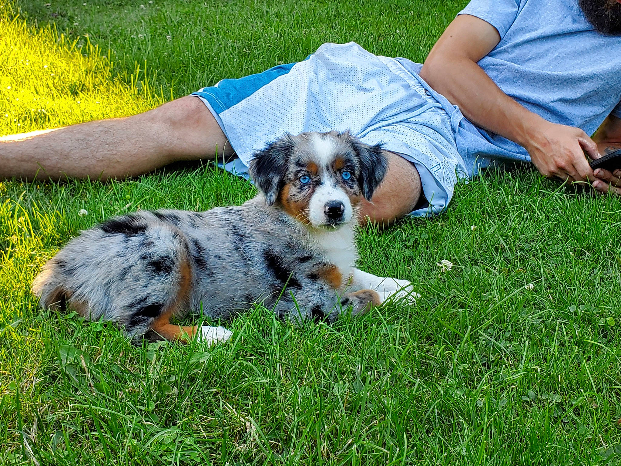 Luna joined the competition — help win amazing prizes! canidae, carnivore, companion_dog, dog, dog_breed, grass, grassland, lawn, leisure, people_in_nature, plant, puppy, small_terrier, sporting_group, t_shirt, terrier, toy_dog, working_dog