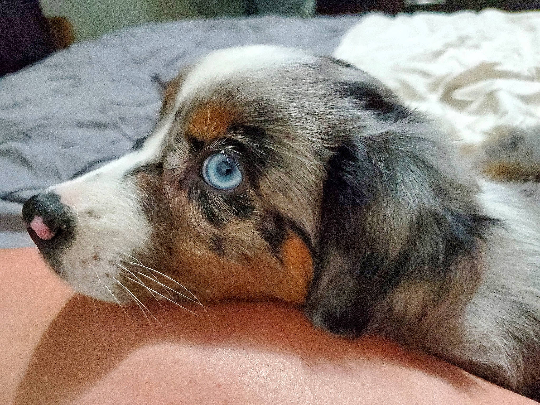 Luna is registered to the contest to win money with this photo: bored, canidae, carnivore, comfort, companion_dog, dog, dog_breed, ear, fawn, fur, liver, paw, puppy, snout, sporting_group, terrestrial_animal, toy_dog, whiskers, working_animal, working_dog