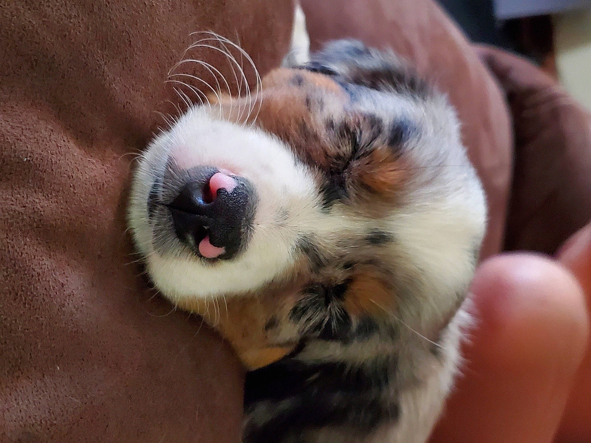 Luna is registered to the contest to win money with this photo: carnivore, claw, companion_dog, dog, dog_breed, domestic_short_haired_cat, ear, fawn, felidae, fur, nail, paw, small_to_medium_sized_cats, snout, sporting_group, terrestrial_animal, toe, whiskers