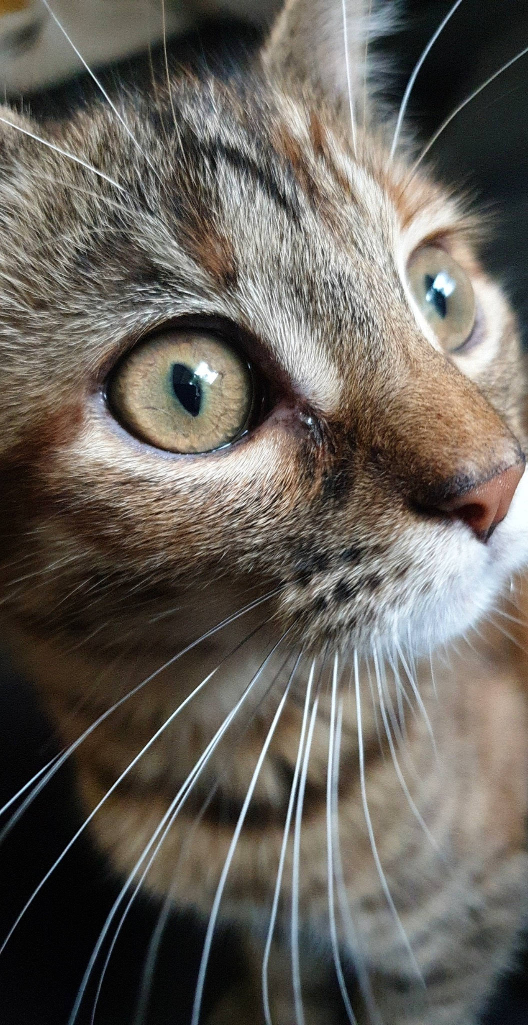 Pitchu a rejoint le concours — aidez-le/la à gagner de superbes lots ! aegean_cat, american_bobtail, asian, bengal, carnivore, cat, close_up, domestic_short_haired_cat, european_shorthair, eye, felidae, fur, mammal, nose, pixie_bob, small_to_medium_sized_cats, snout, tabby_cat, whiskers, wild_cat