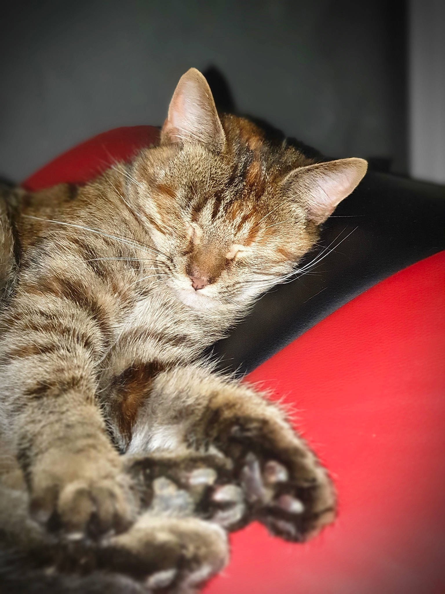 Pitchu participe au concours pour gagner de l'argent avec cette photo : american_shorthair, asian, california_spangled, carnivore, cat, domestic_short_haired_cat, dragon_li, european_shorthair, felidae, fur, german_rex, kitten, mammal, ocicat, pixie_bob, small_to_medium_sized_cats, snout, tabby_cat, toyger, whiskers