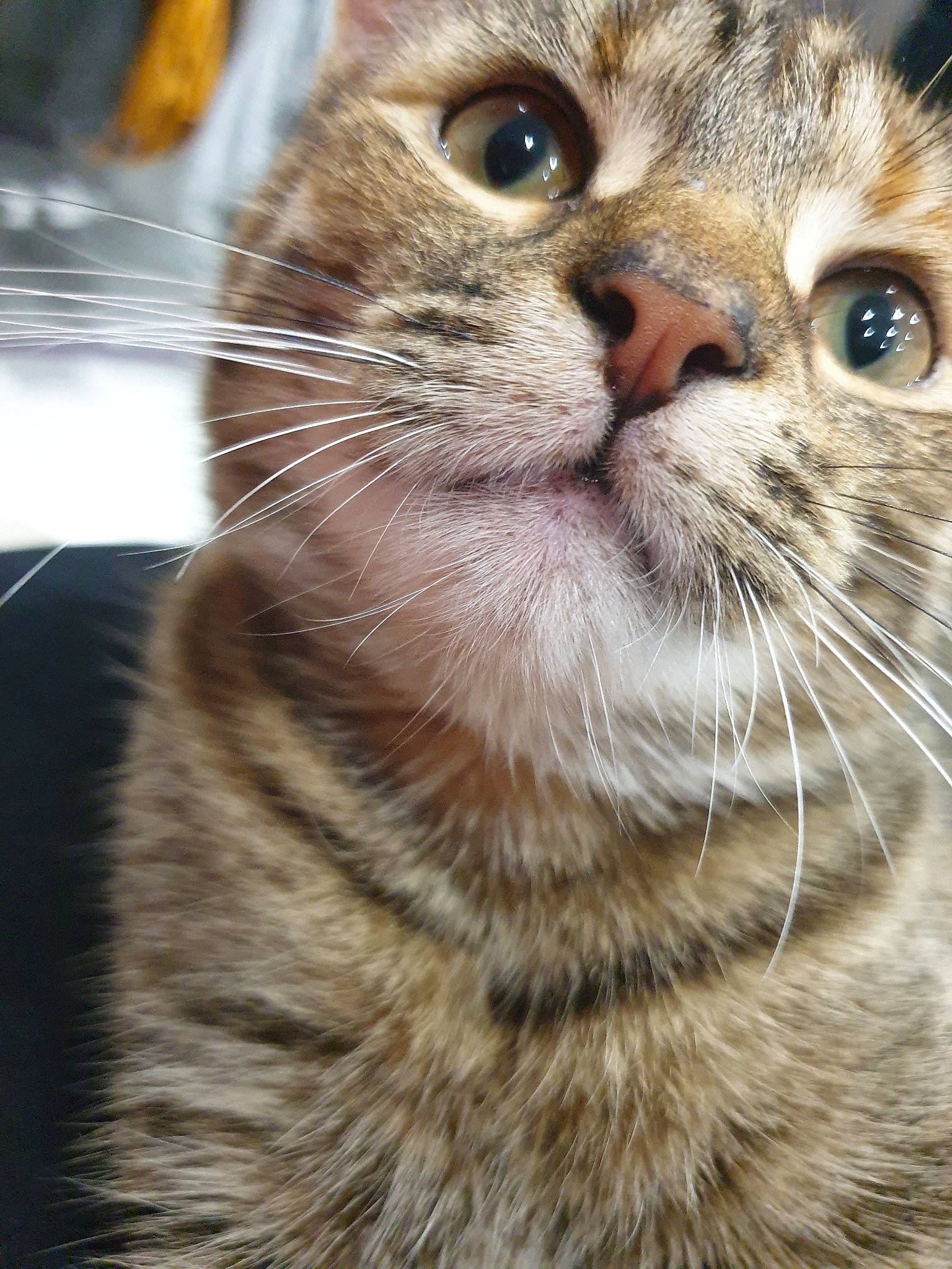 Pitchu participe au concours pour gagner de l'argent avec cette photo : asian, carnivore, cat, close_up, domestic_short_haired_cat, european_shorthair, eye, felidae, fur, kitten, mammal, munchkin, nose, photography, scottish_fold, small_to_medium_sized_cats, snout, tabby_cat, vertebrate, whiskers