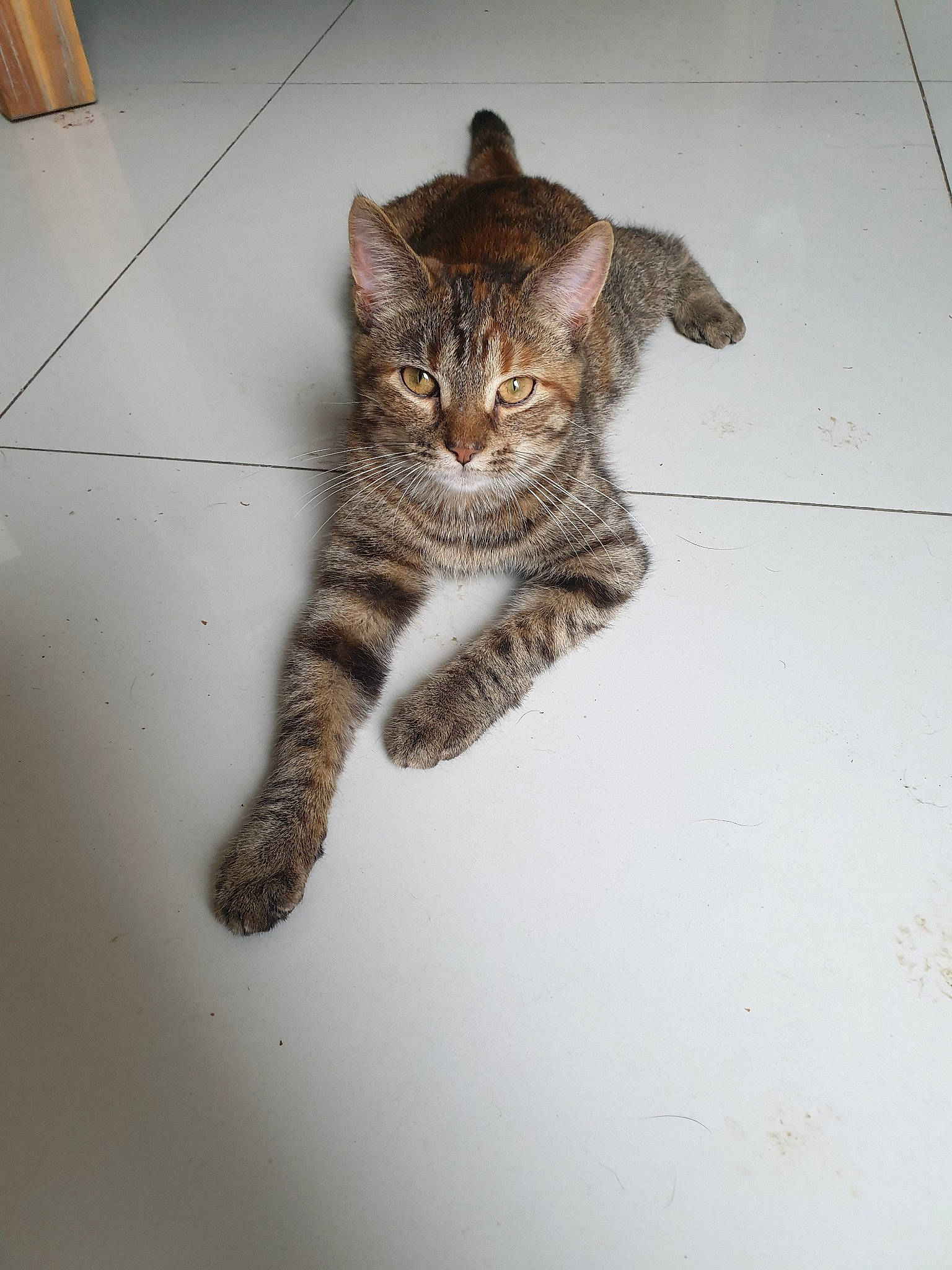 Pitchu participe au concours pour gagner de l'argent avec cette photo : aegean_cat, asian, carnivore, cat, domestic_short_haired_cat, dragon_li, european_shorthair, eye, felidae, floor, fur, kitten, ocicat, paw, polydactyl_cat, small_to_medium_sized_cats, tabby_cat, tail, whiskers, wild_cat