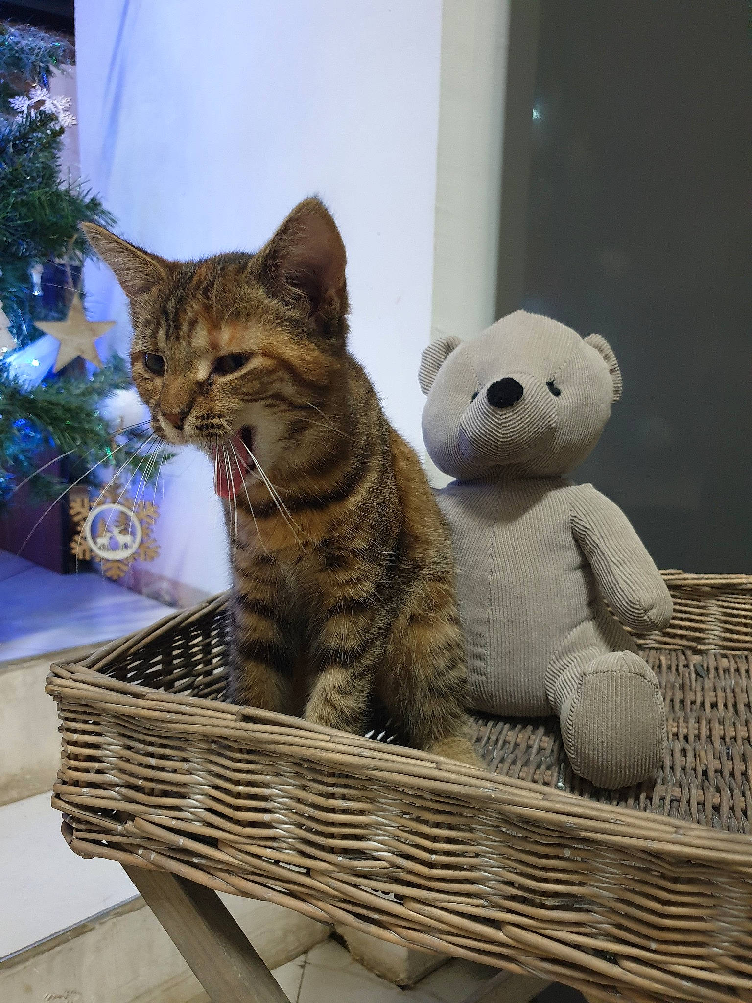 Pitchu participe au concours pour gagner de l'argent avec cette photo : asian, basket, carnivore, cat, domestic_short_haired_cat, european_shorthair, felidae, kitten, small_to_medium_sized_cats, tabby_cat, whiskers, wicker