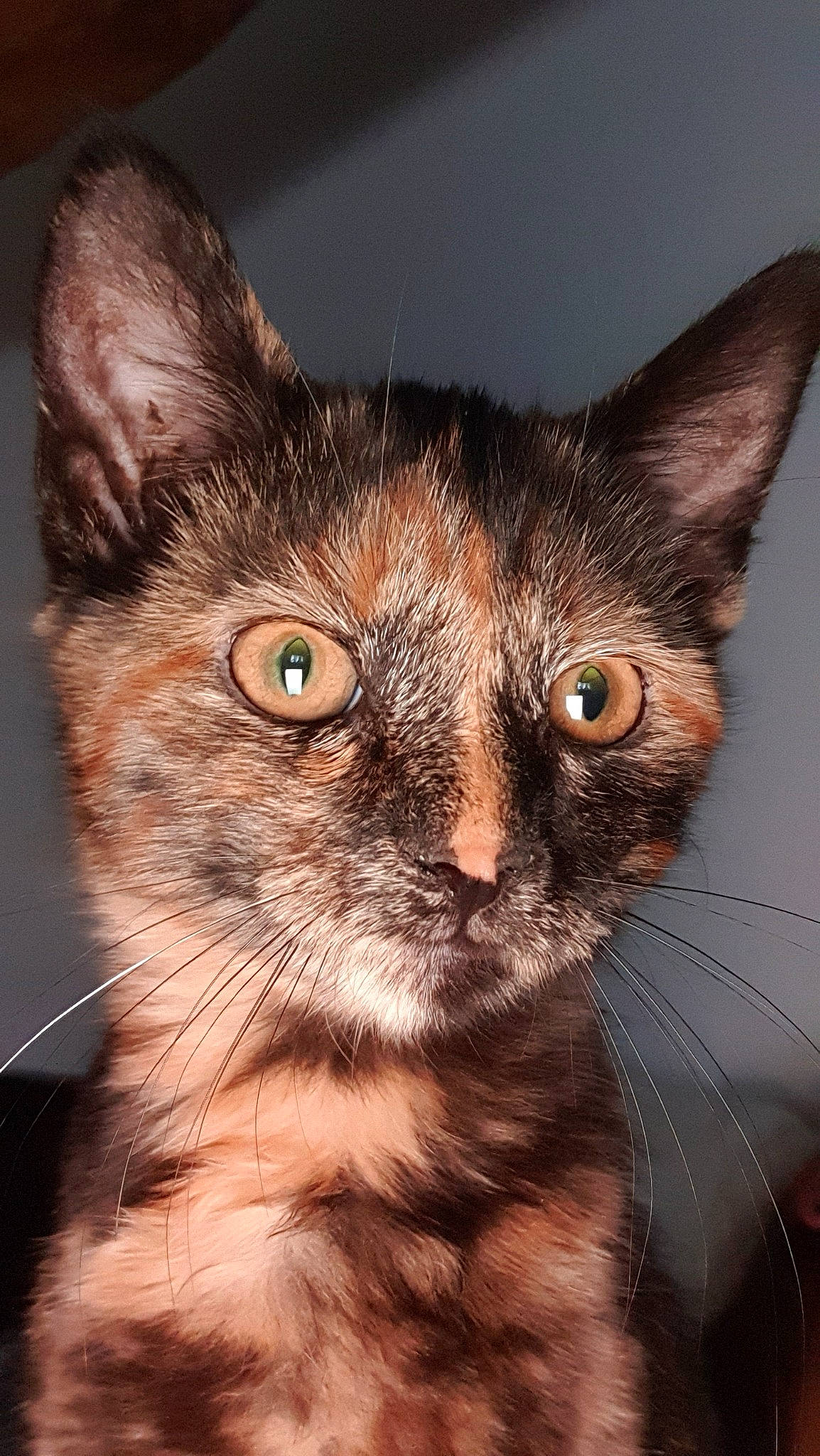 Praline a rejoint le concours — aidez-le/la à gagner de superbes lots ! american_wirehair, asian, carnivore, cat, close_up, domestic_short_haired_cat, ear, european_shorthair, eye, felidae, german_rex, iris, kitten, mammal, ojos_azules, oriental_longhair, small_to_medium_sized_cats, snout, vertebrate, whiskers