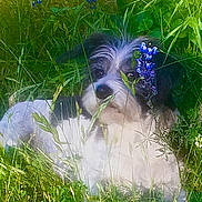 Boogie joined the competition — help win amazing prizes! dog, grass, flowers, purple_flowers, greenery, nature, outdoor, pet, animal, fur, face, eyes, snout, relaxed, peaceful, spring, summer, meadow, plants, closeup