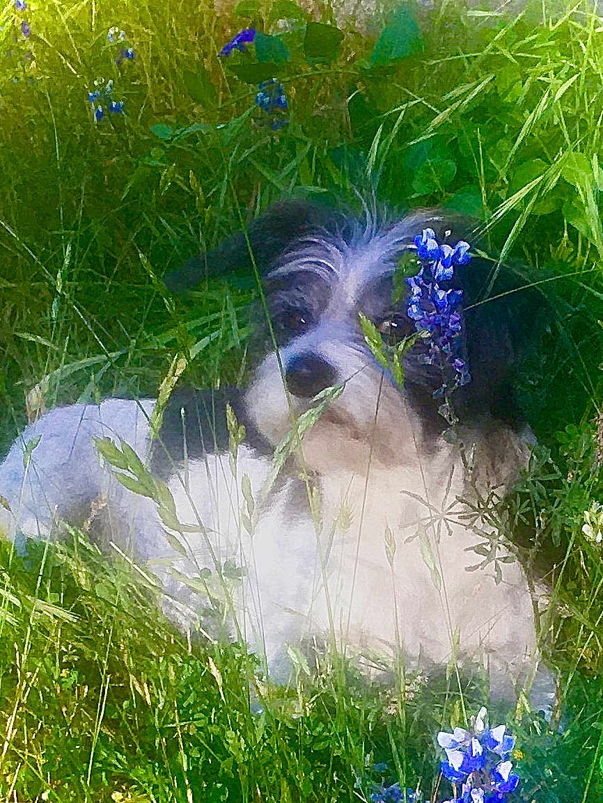 Boogie joined the competition — help win amazing prizes! dog, grass, flowers, purple_flowers, greenery, nature, outdoor, pet, animal, fur, face, eyes, snout, relaxed, peaceful, spring, summer, meadow, plants, closeup