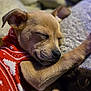 Lil' Bit joined the competition — help win amazing prizes! puppy, dog, sleeping, red_sweater, cozy, cute, pet, animal, fur, closeup, indoors, resting, paw, adorable, young_dog, warm, relaxed, soft, snuggle, companion