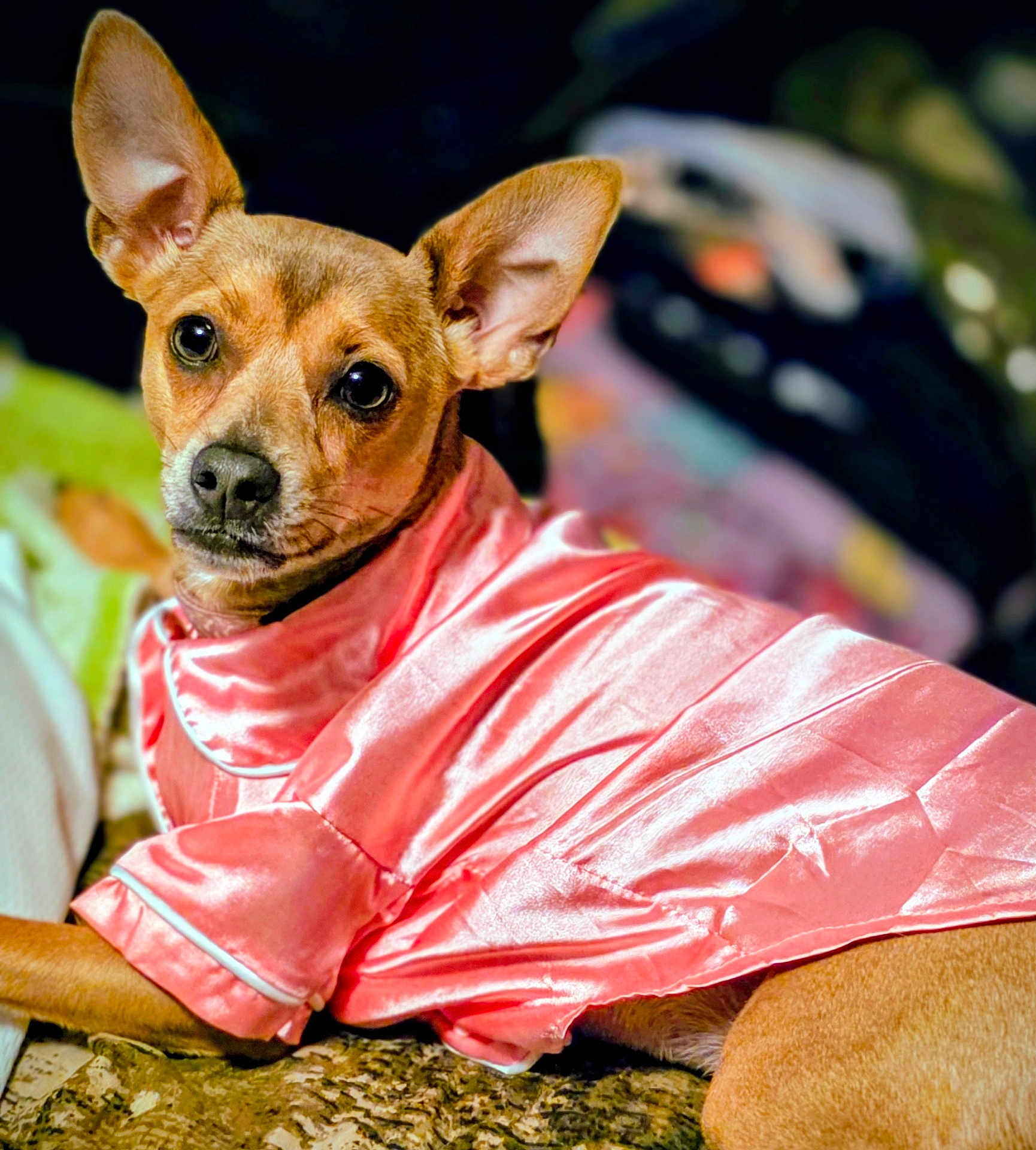 Lil' Bit is registered to the contest to win money with this photo: dog, pet, small_dog, ears, pink_clothing, satin, fabric, portrait, animal, cute, indoor, lying_down, brown_fur, clothing, close_up, looking_at_camera, soft_texture, blurred_background, domestic_animal, adorable