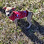 Lil' Bit is registered to the contest to win money with this photo: puppy, dog, red_sweater, grass, outdoor, sunlight, shadow, small_dog, animal, cute, pet, young_dog, ears, fur, walking, nature, daylight, looking, standing, adorable