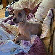 Lil' Bit joined the competition — help win amazing prizes! puppy, dog, quilt, blanket, indoor, couch, pet, small_dog, tan_dog, fabric, floral_pattern, purple, home, living_room, cozy, animal, furniture, resting, cute, domestic