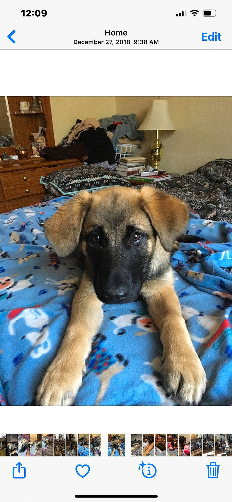 Hope is registered to the contest to win money with this photo: cabinetry, canidae, carnivore, comfort, companion_dog, dog, dog_breed, dog_supply, drawer, fawn, flooring, guard_dog, hardwood, lamp, room, snout, sporting_group, terrestrial_animal, wood, working_animal