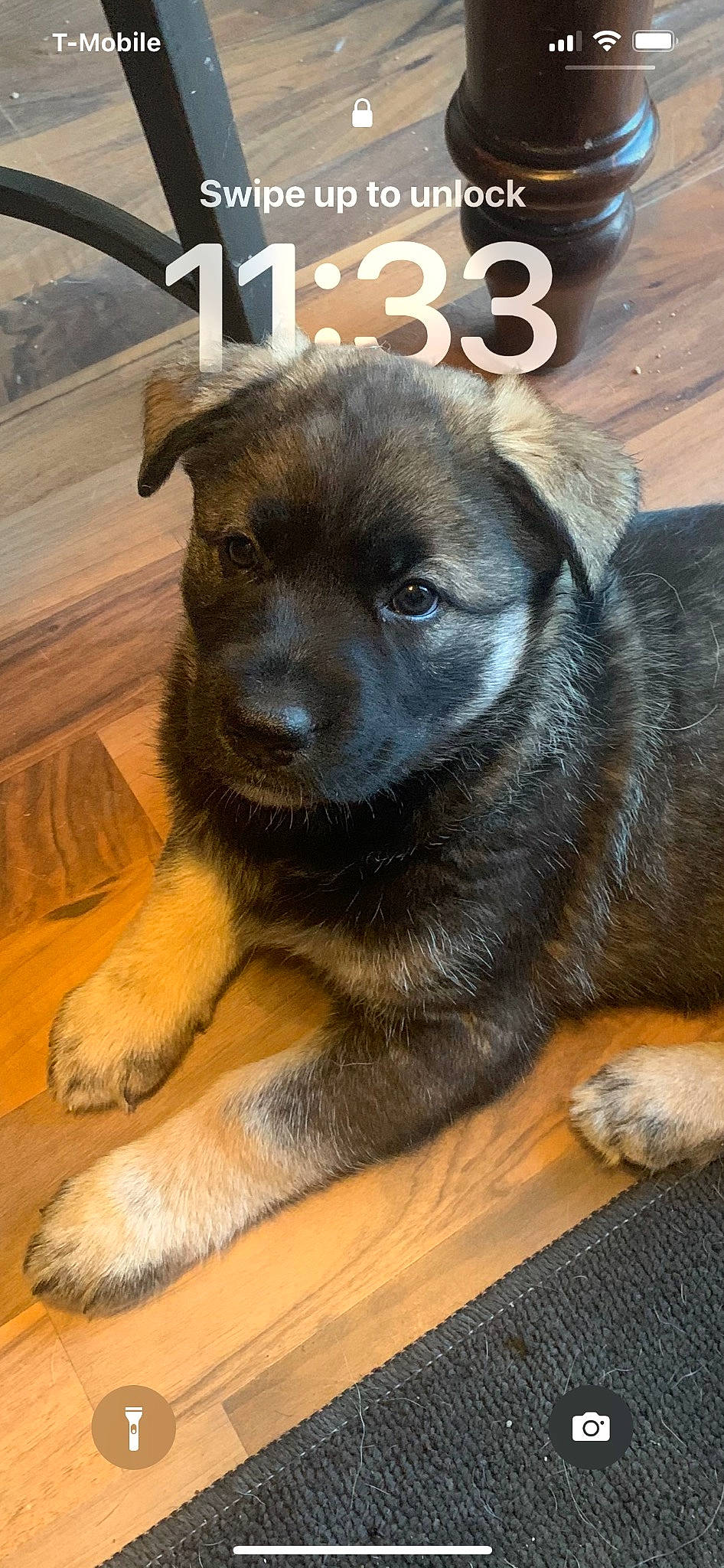 Kodabear is registered to the contest to win money with this photo: canidae, carnivore, companion_dog, dog, dog_breed, dog_collar, fawn, fur, guard_dog, liver, paw, puppy, snout, sporting_group, street_dog, terrestrial_animal, whiskers, working_animal, working_dog