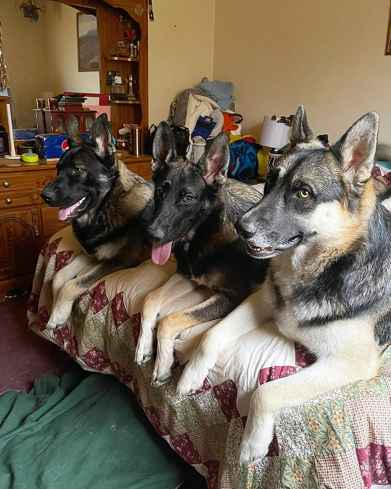 Koda Rayna Sarge is registered to the contest to win money with this photo: bookcase, canidae, carnivore, comfort, companion_dog, dog, dog_breed, dog_supply, felidae, fur, grey, houseplant, living_room, mammal, picture_frame, room, shelf, sitting, small_to_medium_sized_cats, sporting_group