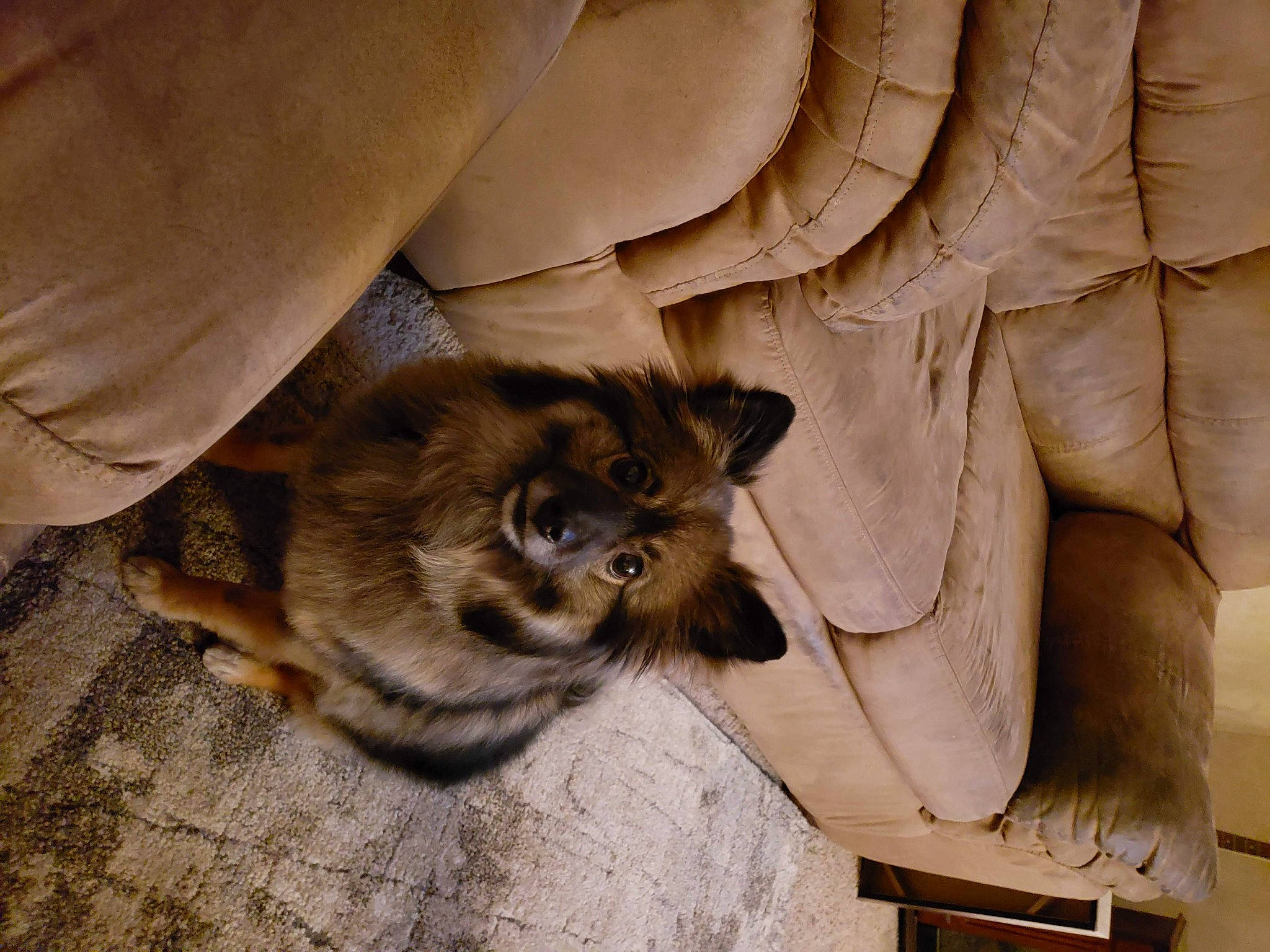 Major is registered to the contest to win money with this photo: big_cats, carnivore, cat, claw, companion_dog, domestic_short_haired_cat, fawn, felidae, flooring, fur, hardwood, mammal, paw, small_to_medium_sized_cats, snout, tail, terrestrial_animal, whiskers, wildlife, wood