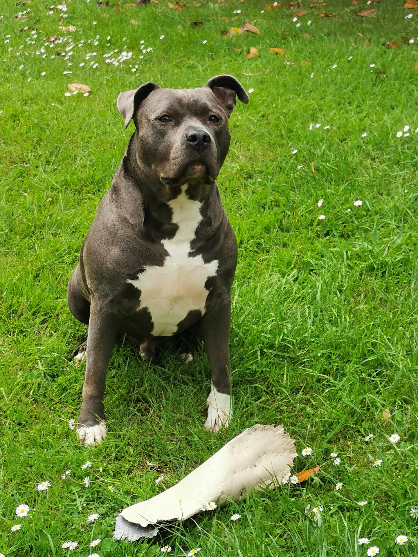 Syrius participe au concours pour gagner de l'argent avec cette photo : dog, outdoor, grass, daisy, pet, animal, black_and_white, sitting, nature, canine, fur, mammal, greenery, leaf, garden, park, daylight, playful, watchful, companion