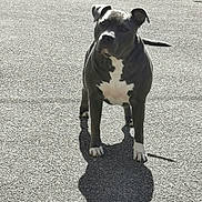 Syrius a rejoint le concours — aidez-le/la à gagner de superbes lots ! dog, animal, pet, outdoor, pavement, shadow, sunlight, grass, bench, black_and_white, standing, alert, canine, nature, daytime, quiet, attentive, fur, ears, tail