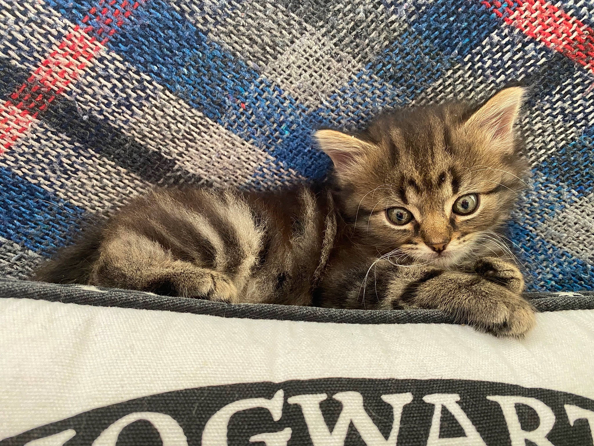 Ella participe au concours pour gagner de l'argent avec cette photo : art, carnivore, cat, claw, domestic_short_haired_cat, felidae, fur, illustration, line, mesh, pattern, paw, photo_caption, rectangle, small_to_medium_sized_cats, snout, tail, terrestrial_animal, whiskers, wildlife