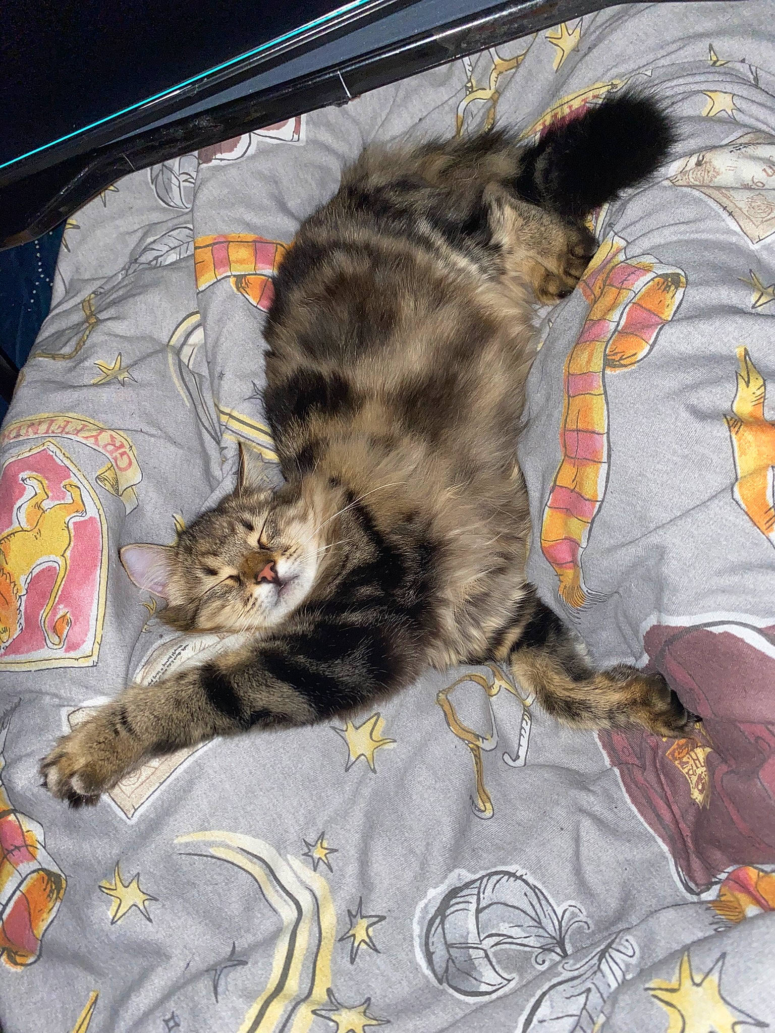 Ella participe au concours pour gagner de l'argent avec cette photo : bag, carnivore, cat, claw, comfort, domestic_short_haired_cat, felidae, fur, grey, linens, nap, paw, small_to_medium_sized_cats, tail, terrestrial_animal, whiskers