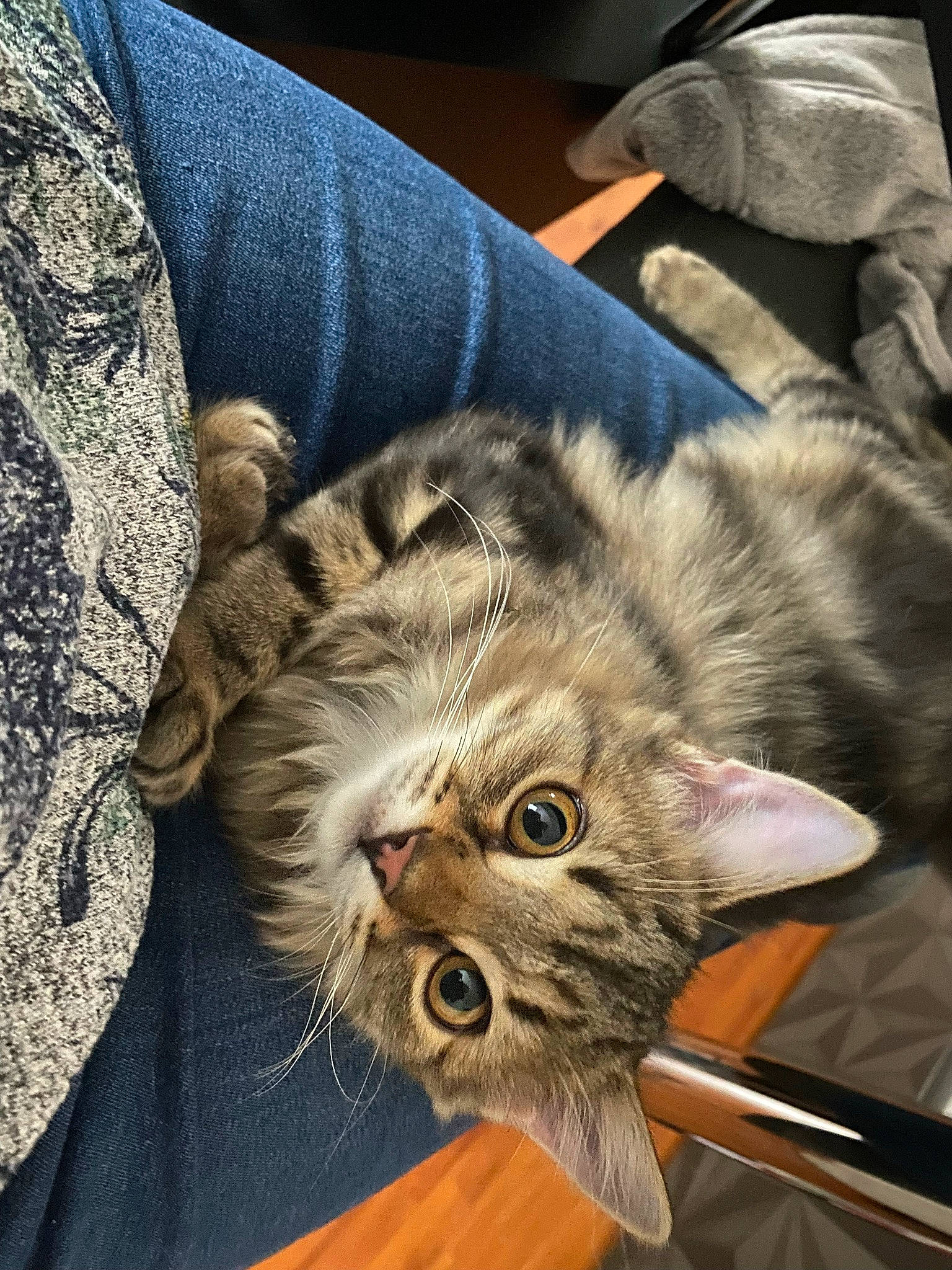 Ella a rejoint le concours — aidez-le/la à gagner de superbes lots ! carnivore, cat, claw, comfort, domestic_short_haired_cat, felidae, fur, maine_coon, paw, small_to_medium_sized_cats, snout, tail, terrestrial_animal, whiskers, wood