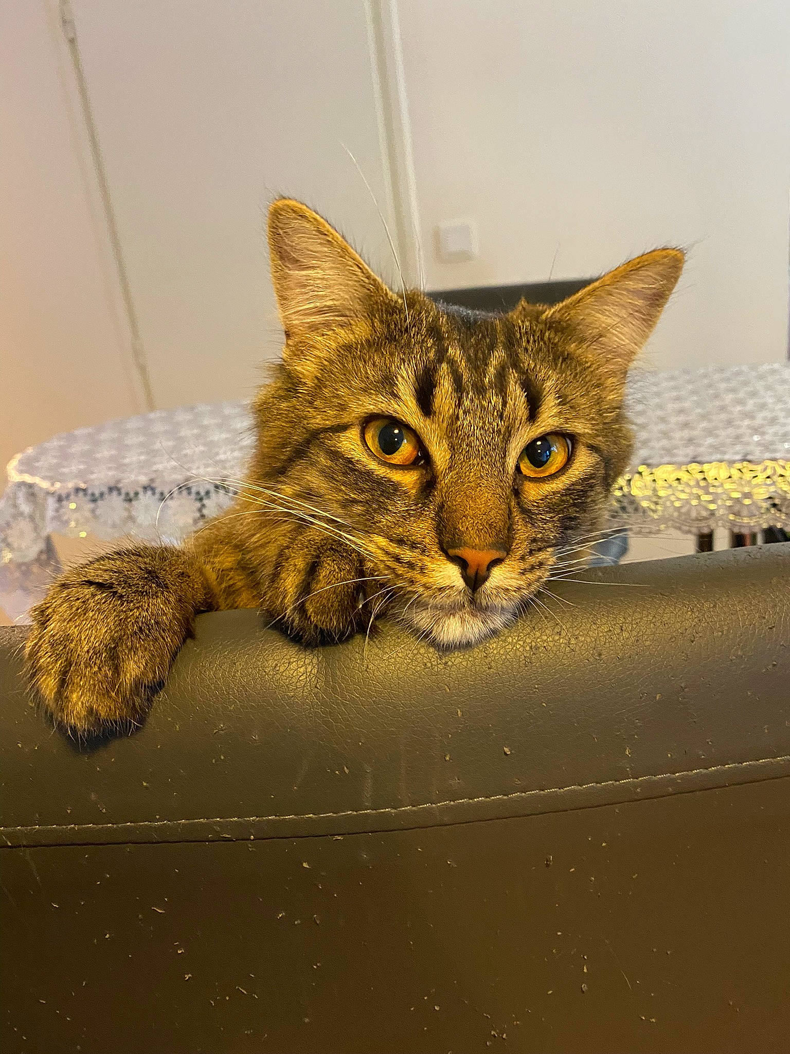 Sirius participe au concours pour gagner de l'argent avec cette photo : art, carnivore, cat, claw, domestic_short_haired_cat, felidae, fur, metal, paw, small_to_medium_sized_cats, snout, tail, terrestrial_animal, whiskers