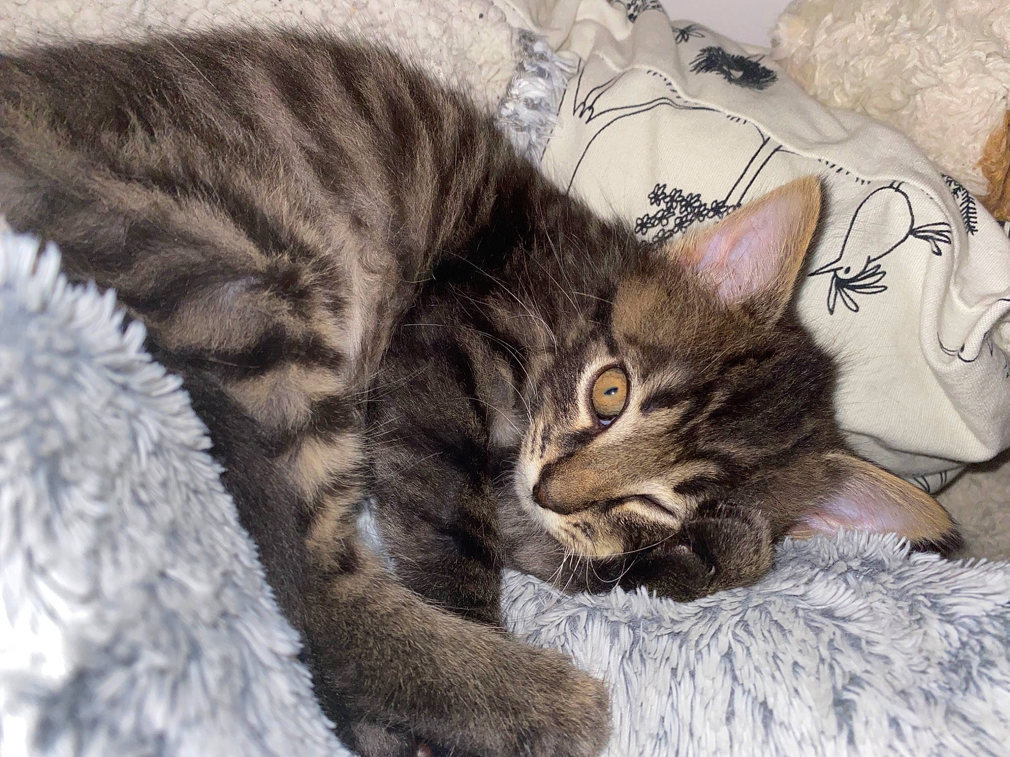 Sirius participe au concours pour gagner de l'argent avec cette photo : carnivore, cat, claw, comfort, domestic_short_haired_cat, felidae, fur, grey, nap, paw, small_to_medium_sized_cats, snout, tail, terrestrial_animal, whiskers, wildlife