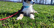 Apollon participe au concours pour gagner de l'argent avec cette photo : animal, blue_sky, canine, collar, daytime, dog, field, grass, greenery, leash, nature, outdoor, pet, playful, puppy, relaxing, spring, sunny, trees, young_dog