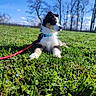 Apollon participe au concours pour gagner de l'argent avec cette photo : puppy, dog, grass, blue_sky, collar, leash, outdoor, nature, spring, field, sunny, pet, animal, young_dog, canine, greenery, trees, relaxing, daytime, playful