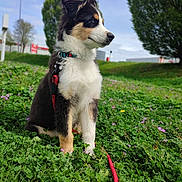 Apollon participe au concours pour gagner de l'argent avec cette photo : animal, canine, collar, cute, dog, field, flowers, grass, greenery, leash, nature, outdoor, pet, puppy, sitting, sky, summer, tree, tricolor, young