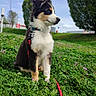 animal, canine, collar, cute, dog, field, flowers, grass, greenery, leash, nature, outdoor, pet, puppy, sitting, sky, summer, tree, tricolor, young