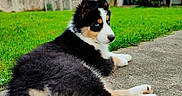 Apollon a rejoint le concours — aidez-le/la à gagner de superbes lots ! puppy, dog, tricolor, blue_eyes, grass, concrete_path, backyard, greenery, outdoor, young_dog, fur, pet, animal, resting, side_view, nature, garden, shrub, house, daytime