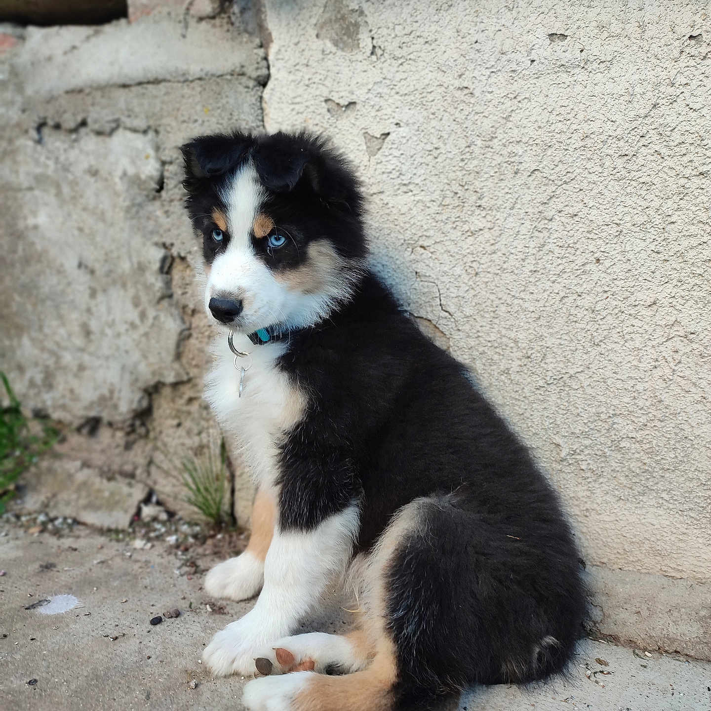 Apollon a rejoint le concours — aidez-le/la à gagner de superbes lots ! puppy, dog, blue_eyes, black_fur, white_fur, tan_fur, sitting, collar, outdoor, concrete_wall, curious, young_dog, pet, fur, animal, canine, side_view, ground, texture, cute