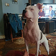 Pinky joined the competition — help win amazing prizes! dog, white_dog, indoor, living_room, television, jeans, chair, rug, floor, human_feet, furniture, watching_tv, pet, canine, home, relaxed, casual, domestic, guarding, companion