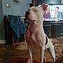 dog, white_dog, indoor, living_room, television, jeans, chair, rug, floor, human_feet, furniture, watching_tv, pet, canine, home, relaxed, casual, domestic, guarding, companion