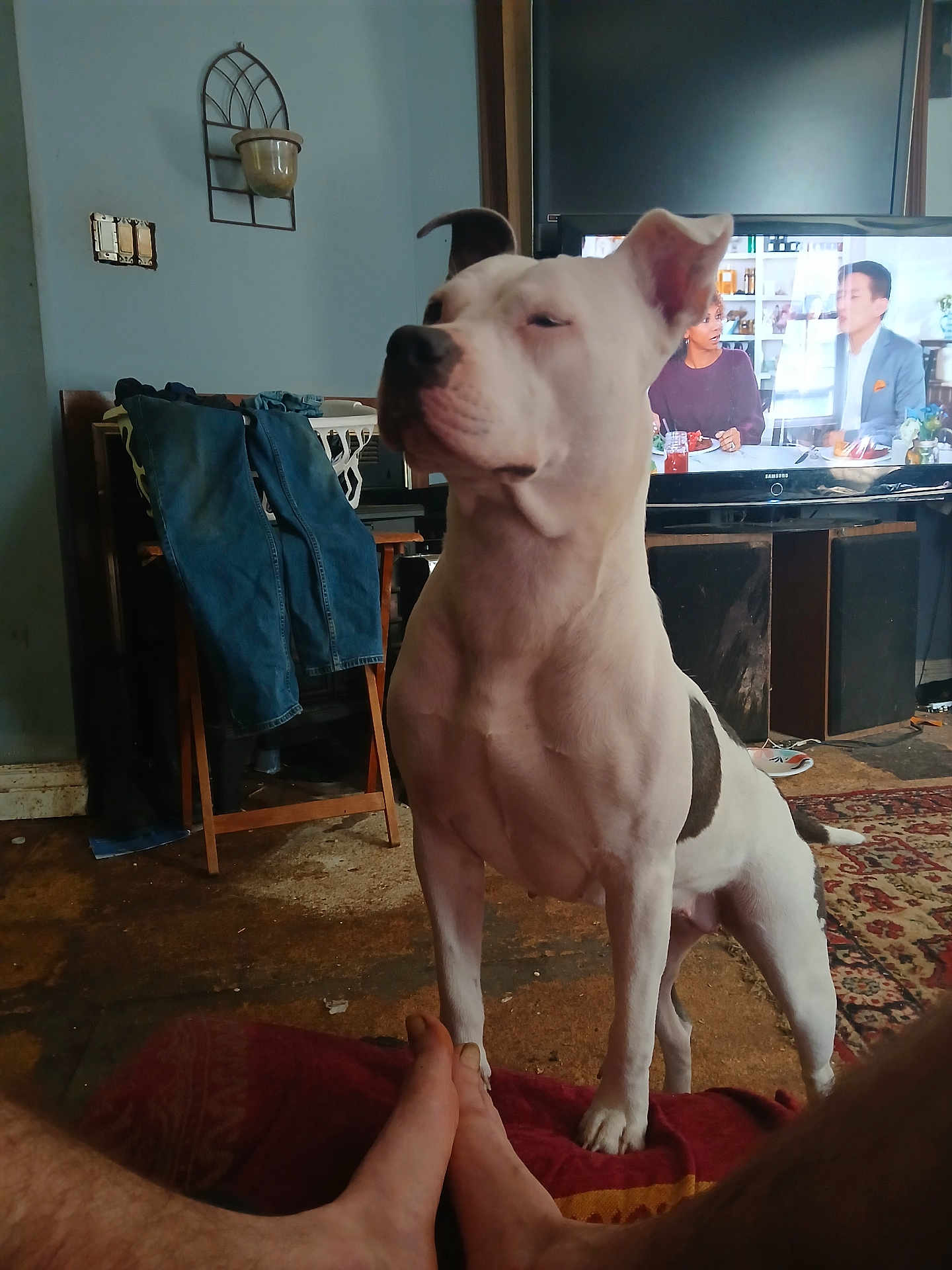 Pinky joined the competition — help win amazing prizes! dog, white_dog, indoor, living_room, television, jeans, chair, rug, floor, human_feet, furniture, watching_tv, pet, canine, home, relaxed, casual, domestic, guarding, companion