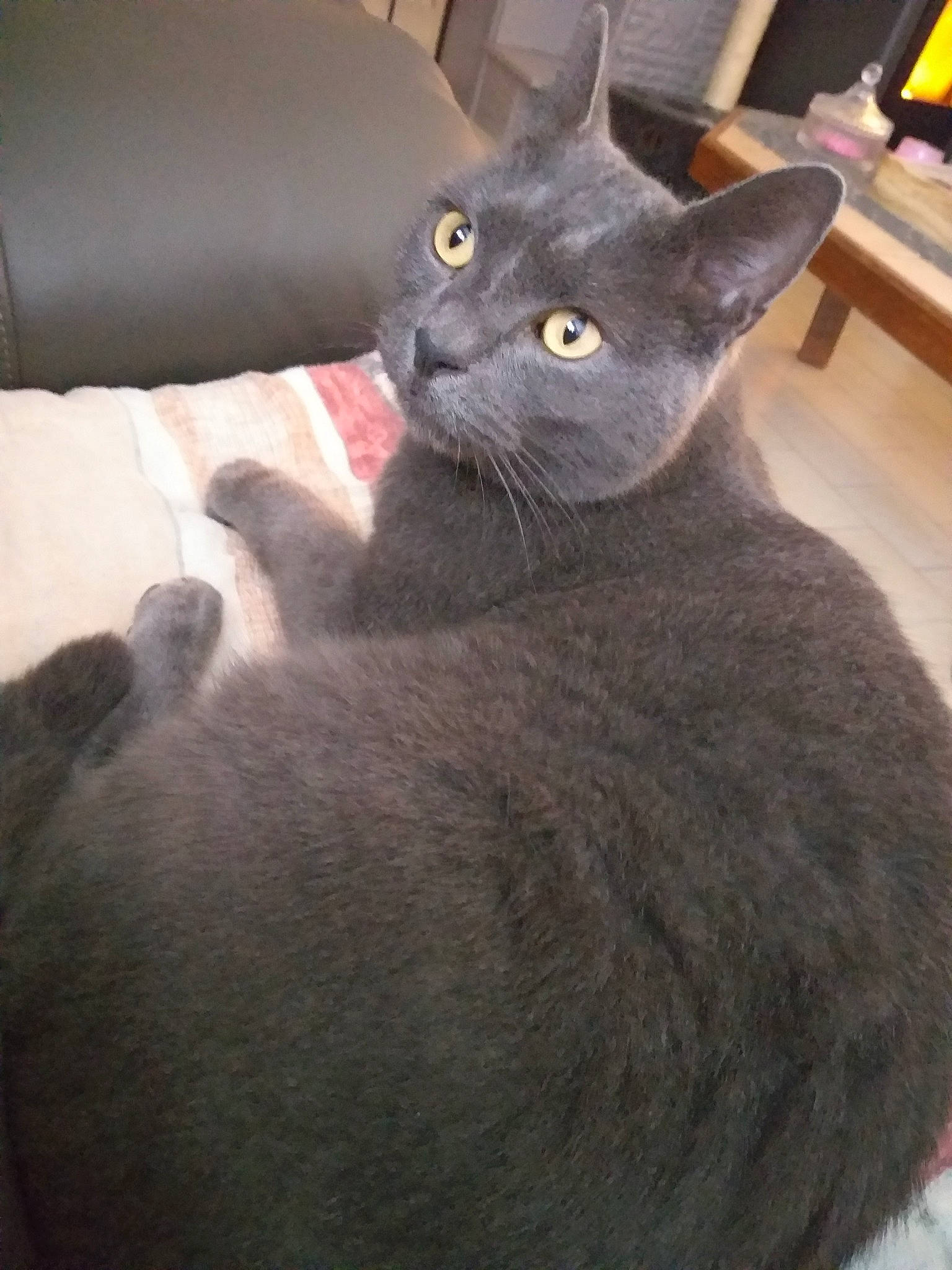 Alex a rejoint le concours — aidez-le/la à gagner de superbes lots ! asian, black_cat, british_shorthair, burmese, carnivore, cat, chartreux, domestic_short_haired_cat, felidae, korat, mammal, nebelung, russian_blue, small_to_medium_sized_cats, snout, vertebrate, whiskers