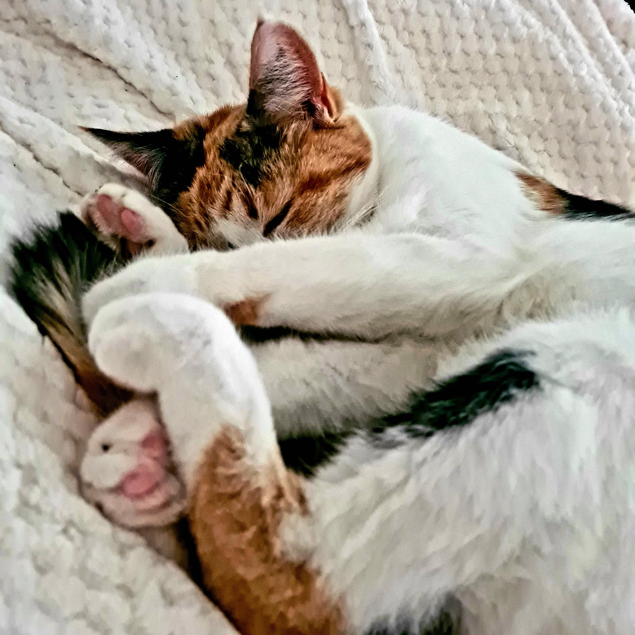 Cleo joined the competition — help win amazing prizes! art, bed, carnivore, cat, cat_bed, claw, comfort, domestic_short_haired_cat, fawn, felidae, fur, linens, nap, paw, sand, sleep, small_to_medium_sized_cats, snout, tail, whiskers