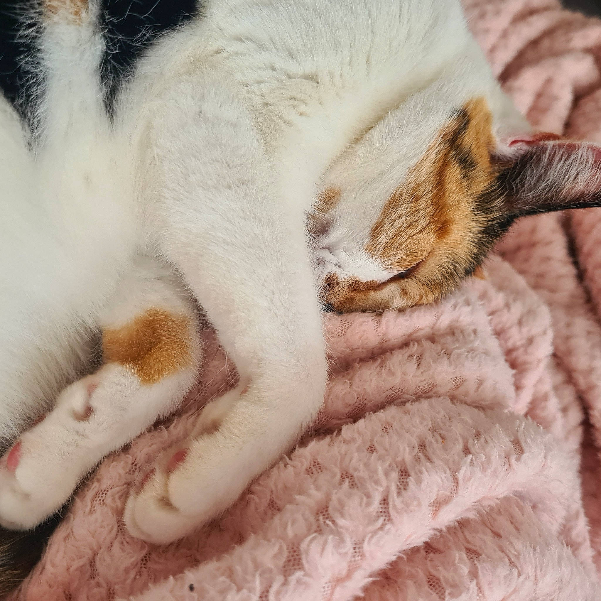 Cleo is registered to the contest to win money with this photo: carnivore, cat, claw, close_up, comfort, domestic_short_haired_cat, eye, fawn, felidae, fur, leg, linens, nap, paw, sleep, small_to_medium_sized_cats, snout, tail, terrestrial_animal, whiskers