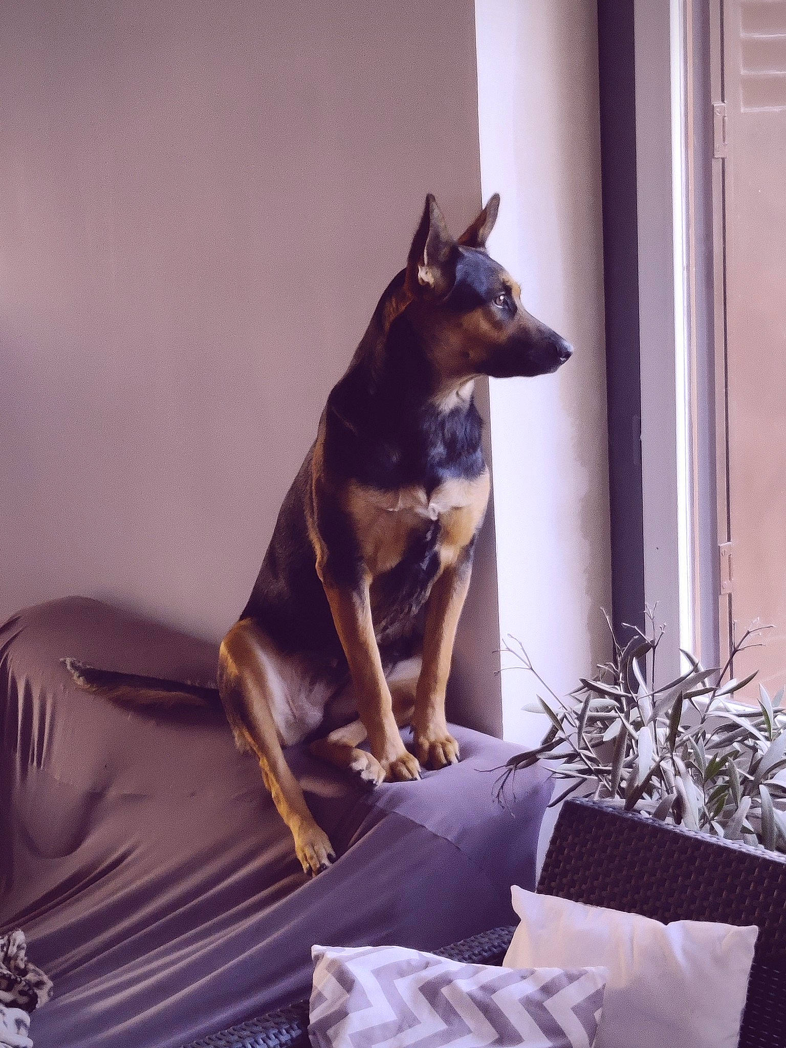 Sakura participe au concours pour gagner de l'argent avec cette photo : canidae, carnivore, comfort, companion_dog, dog, dog_breed, dog_supply, fawn, fur, guard_dog, houseplant, metal, plant, purple, snout, sporting_group, window, working_animal, working_dog