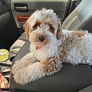 Leihlani is registered to the contest to win money with this photo: dog, puppy, curly_fur, fluffy, white_fur, brown_fur, pet, animal, car, passenger_seat, vehicle_interior, portrait, sitting, collar, nose, eyes, cute, road_trip, storefront, indoor