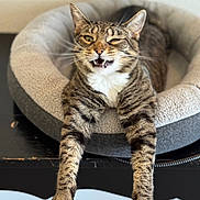 Bubbles joined the competition — help win amazing prizes! cat, tabby, pet_bed, feline, whiskers, paws, cute, funny_face, relaxed, indoor, animal, fur, striped, claws, tongue, closeup, expression, sleepy, home, resting