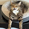 cat, tabby, pet_bed, feline, whiskers, paws, cute, funny_face, relaxed, indoor, animal, fur, striped, claws, tongue, closeup, expression, sleepy, home, resting