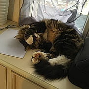 Mowgli participe au concours pour gagner de l'argent avec cette photo : carnivoran, cat, cat_like_mammal, domestic_short_haired_cat, flooring, fur, kitten, maine_coon, mammal, norwegian_forest_cat, small_to_medium_sized_cats, whiskers