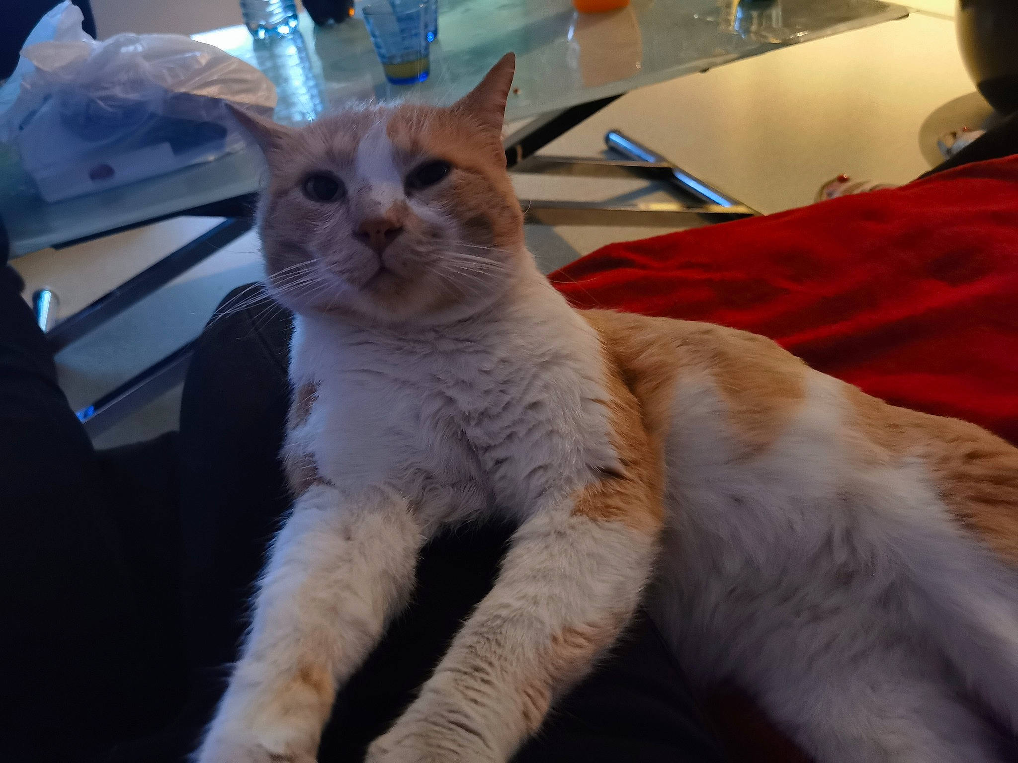 Nocturne a rejoint le concours — aidez-le/la à gagner de superbes lots ! asian, carnivore, cat, colorpoint_shorthair, fawn, felidae, fur, mammal, sky, small_to_medium_sized_cats, turkish_van, whiskers