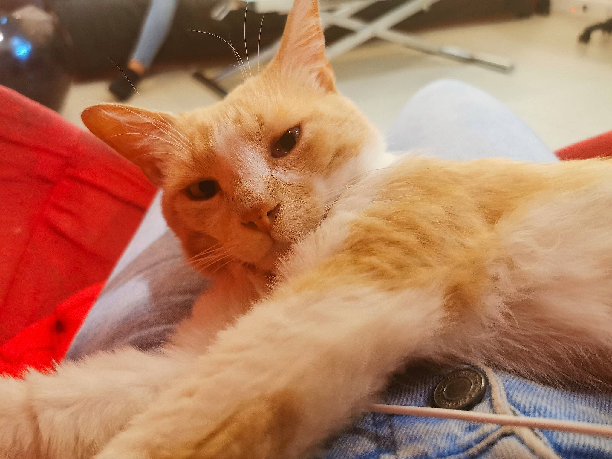 Nocturne participe au concours pour gagner de l'argent avec cette photo : asian, carnivore, cat, claw, colorpoint_shorthair, ear, eye, fawn, felidae, fur, javanese, kitten, mammal, paw, polydactyl_cat, small_to_medium_sized_cats, tail, turkish_angora, turkish_van, whiskers