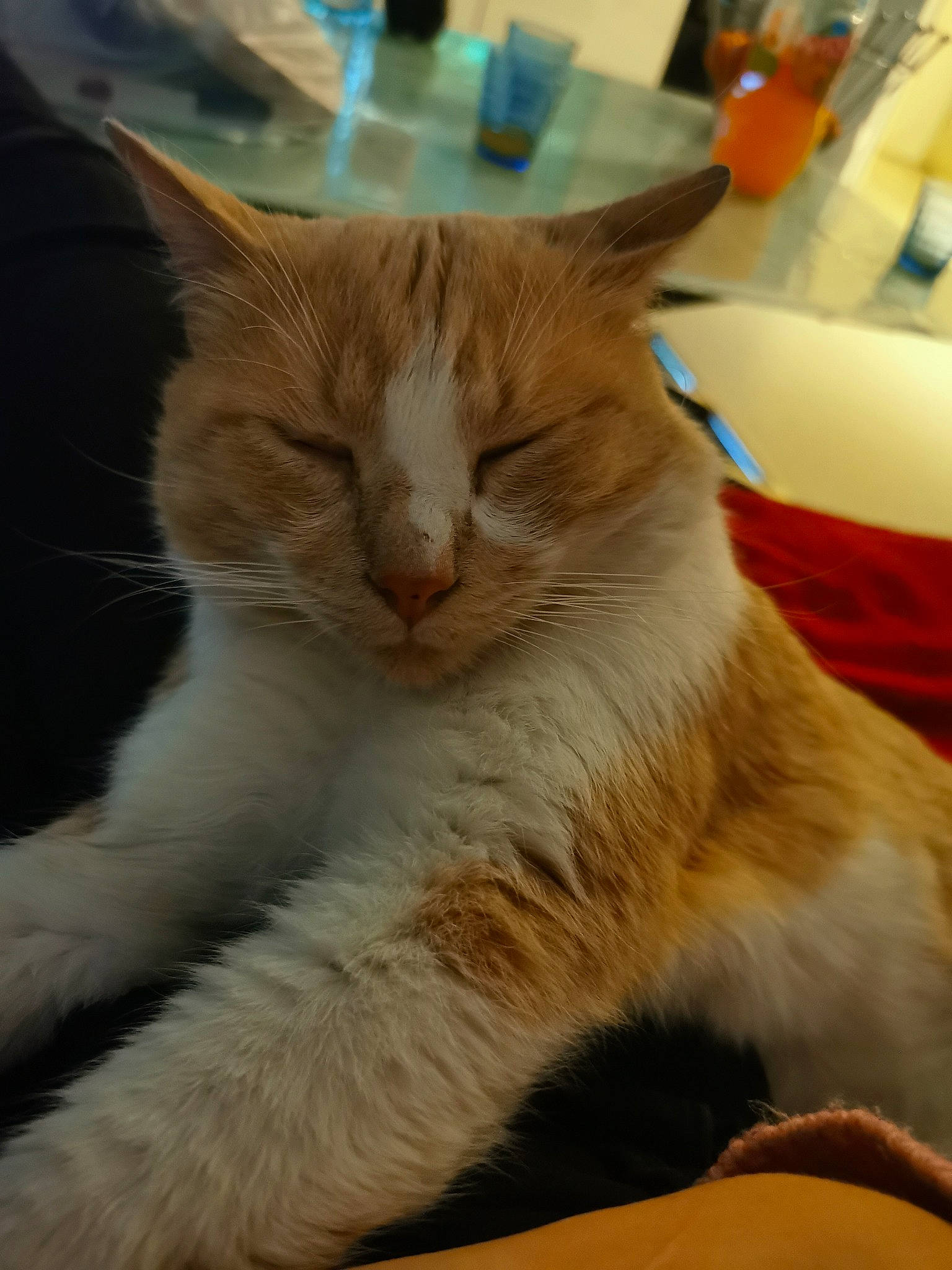 Nocturne a rejoint le concours — aidez-le/la à gagner de superbes lots ! aegean_cat, asian, carnivore, cat, domestic_short_haired_cat, european_shorthair, fawn, felidae, fur, mammal, ojos_azules, small_to_medium_sized_cats, turkish_van, whiskers