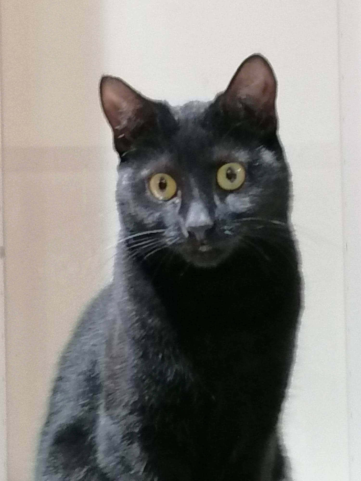 Willow is registered to the contest to win money with this photo: black_cat, bombay, carnivore, cat, cat_furniture, domestic_short_haired_cat, felidae, fur, monochrome_photography, small_to_medium_sized_cats, snout, terrestrial_animal, whiskers