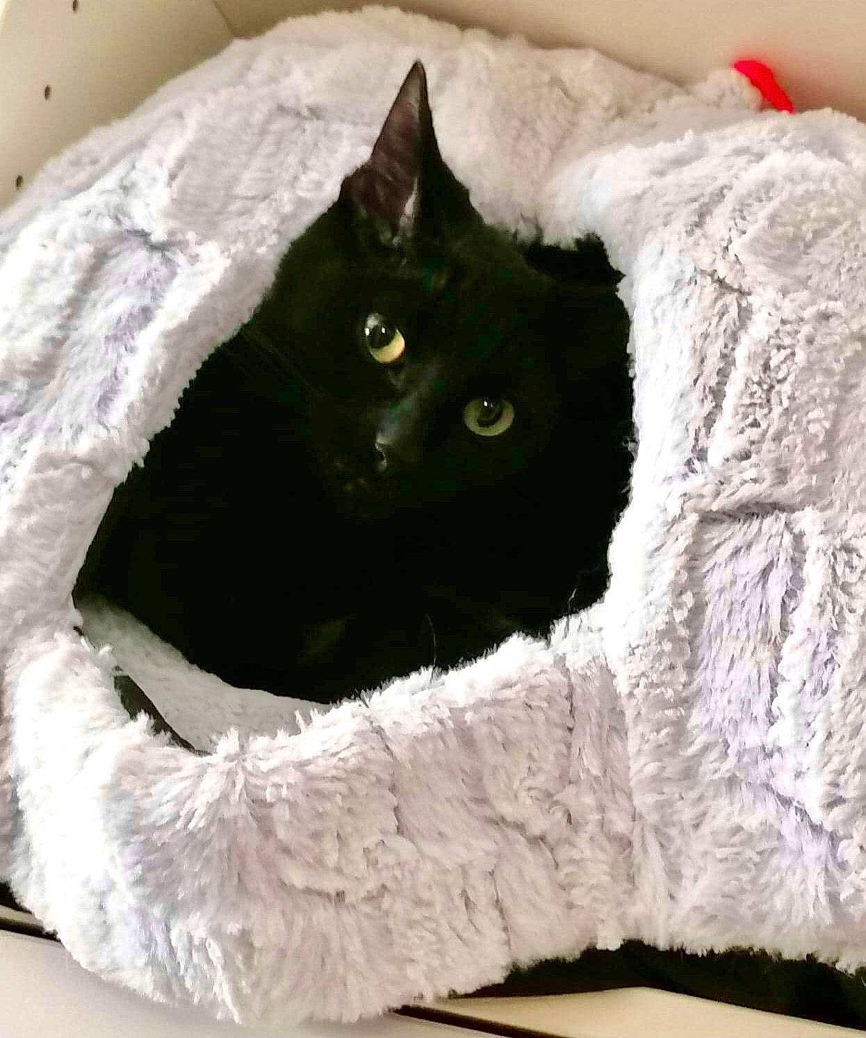 Willow is registered to the contest to win money with this photo: bag, black_cat, carnivore, cat, cat_bed, cat_supply, comfort, domestic_short_haired_cat, felidae, fur, grey, linens, pet_supply, sleeve, small_to_medium_sized_cats, tail, terrestrial_animal, whiskers, wool, woolen
